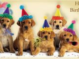 Birthday Cards with Dogs On them 18 Funny Birthday Cards Jpg Psd Ai Illustrator Download