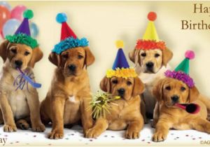 Birthday Cards with Dogs On them 18 Funny Birthday Cards Jpg Psd Ai Illustrator Download