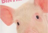Birthday Cards with Pigs Open Birthday Cards Pig Out Its Your Birthday