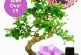Birthday Delivery Gifts for Her Flowering Bonsai Birthday Kit for Her with Free Delivery