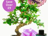 Birthday Delivery Gifts for Her Flowering Bonsai Birthday Kit for Her with Free Delivery