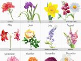 Birthday Flowers by Month 25 Best Ideas About Birth Flowers On Pinterest Month