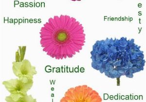 Birthday Flowers Meanings Flower Meanings Focal Flowers Fiftyflowers Blog