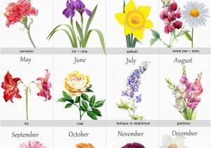 Birthday Flowers Of the Month 25 Best Ideas About Birth Flowers On Pinterest Month