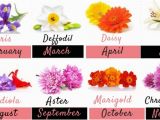 Birthday Flowers Of the Month Birth Month Flowers and their Significance