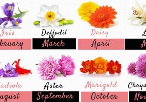 Birthday Flowers Of the Month Birth Month Flowers and their Significance