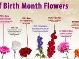 Birthday Flowers Of the Month June Babies We Have the Best Birth Flower Birthstone