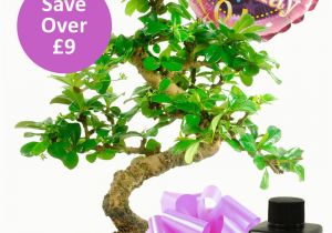 Birthday Gift Delivery for Her Flowering Bonsai Birthday Kit for Her with Free Delivery