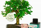 Birthday Gift Ideas for Her Uk Unusual Birthday Gift for Her Baby Bonsai Gift