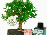 Birthday Gift Ideas for Her Uk Unusual Birthday Gift for Her Baby Bonsai Gift