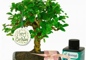 Birthday Gift Ideas for Her Uk Unusual Birthday Gift for Her Baby Bonsai Gift