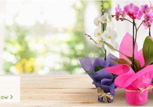 Birthday Gifts for Him Netflorist Sa 39 S Largest Sameday Gift Service
