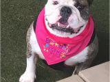 Birthday Girl Dog Bandana Barkday Girl or Barkday Boy Dog Bandana for Dog Birthday Party