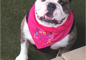 Birthday Girl Dog Bandana Barkday Girl or Barkday Boy Dog Bandana for Dog Birthday Party