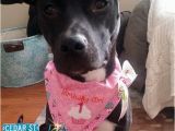 Birthday Girl Dog Bandana Birthday Girl Dog Bandana Dog Birthday by Cedarstreetgraphics