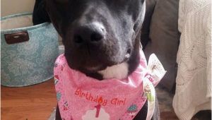 Birthday Girl Dog Bandana Birthday Girl Dog Bandana Dog Birthday by Cedarstreetgraphics