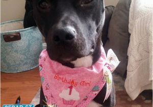 Birthday Girl Dog Bandana Birthday Girl Dog Bandana Dog Birthday by Cedarstreetgraphics