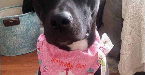 Birthday Girl Dog Bandana Birthday Girl Dog Bandana Dog Birthday by Cedarstreetgraphics