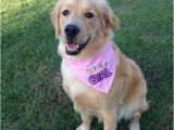 Birthday Girl Dog Bandana Birthday Girl or Birthday Boy Dog Bandana with Applique