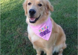 Birthday Girl Dog Bandana Birthday Girl or Birthday Boy Dog Bandana with Applique