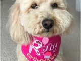 Birthday Girl Dog Bandana Birthday Girl Tie On Dog Bandana Party Hat Initial