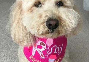 Birthday Girl Dog Bandana Birthday Girl Tie On Dog Bandana Party Hat Initial