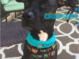 Birthday Girl Dog Bandana Birthday Pet Bandana Dog Birthday Scarf Birthday Girl