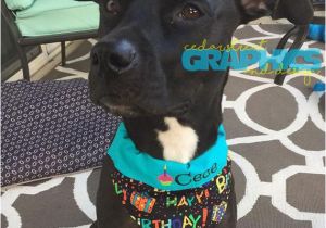 Birthday Girl Dog Bandana Birthday Pet Bandana Dog Birthday Scarf Birthday Girl