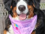 Birthday Girl Dog Bandana Girl Birthday Dog Bandana In Tie Style Sizes by