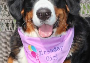 Birthday Girl Dog Bandana Girl Birthday Dog Bandana In Tie Style Sizes by