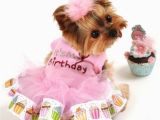 Birthday Girl Dog Clothes Cute Girl Puppy Clothes Dress the Dog Clothes for Your