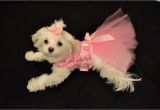 Birthday Girl Dog Clothes Xxsmall Birthday Girl Dress Dog Dress Clothes Puppy