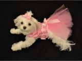 Birthday Girl Dog Clothes Xxsmall Birthday Girl Dress Dog Dress Clothes Puppy