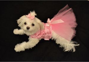 Birthday Girl Dog Clothes Xxsmall Birthday Girl Dress Dog Dress Clothes Puppy