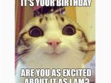 Birthday Meme with Cats 45 Cat Birthday Memes Wishesgreeting
