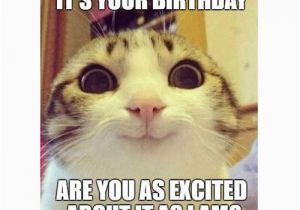 Birthday Meme with Cats 45 Cat Birthday Memes Wishesgreeting