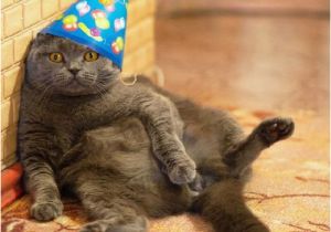 Birthday Meme with Cats Best 25 Cat Happy Birthday Meme Ideas On Pinterest