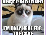 Birthday Meme with Cats Happy Birthday Memes with Funny Cats Dogs and Cute Animals