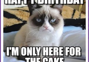 Birthday Meme with Cats Happy Birthday Memes with Funny Cats Dogs and Cute Animals