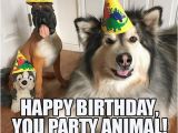 Birthday Meme with Dogs 25 Best Ideas About Happy Birthday Dog Meme On Pinterest