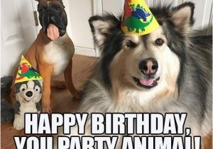 Birthday Meme with Dogs 25 Best Ideas About Happy Birthday Dog Meme On Pinterest