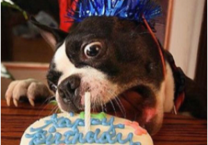 Birthday Meme with Dogs Birthday Dog