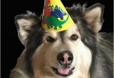 Birthday Meme with Dogs Happy Birthday Memes Dog Wishesgreeting