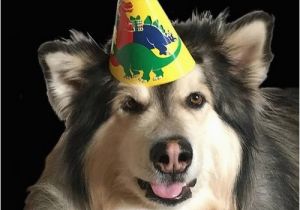 Birthday Meme with Dogs Happy Birthday Memes Dog Wishesgreeting