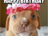 Birthday Meme with Dogs Happy Birthday Memes Dog Wishesgreeting