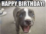 Birthday Meme with Dogs Happy Birthday Memes Dog Wishesgreeting