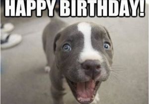 Birthday Meme with Dogs Happy Birthday Memes Dog Wishesgreeting