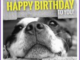 Birthday Meme with Dogs Happy Birthday Memes with Funny Cats Dogs and Cute