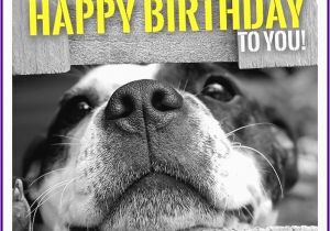 Birthday Meme with Dogs Happy Birthday Memes with Funny Cats Dogs and Cute