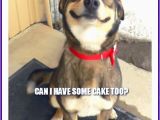 Birthday Meme with Dogs Happy Birthday Memes with Funny Cats Dogs and Cute